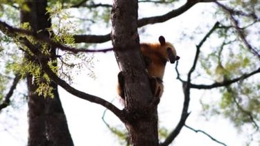 ¿Qué pasó con el oso melero rescatado en Valle Fértil?