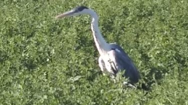 Rarísimo, encuentran un ave exótica en una casa de Chimbas