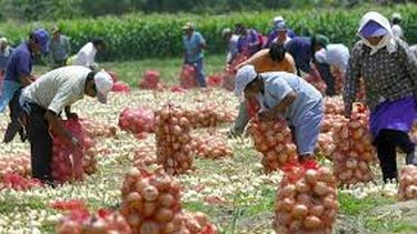 Comienzan a actualizar los datos del Registro de Productores