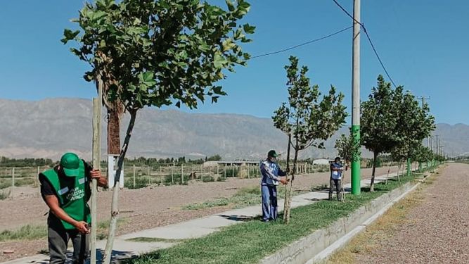 A través del Plan Forestal distintos puntos de San Juan se están llenando de árboles.