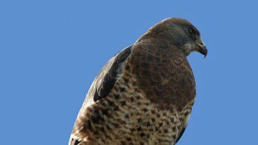 Jáchal, pasión de gavilanes: tuvieron que cerrar la plaza por los ataques