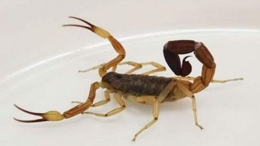 Preocupación por la aparición de alacranes en Capital