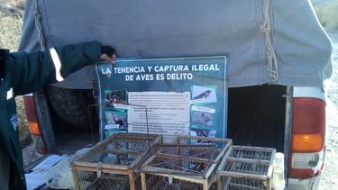 Caza ilegal de aves en San Juan: Tienen especies preferidas y hasta grupos de WhatsApp