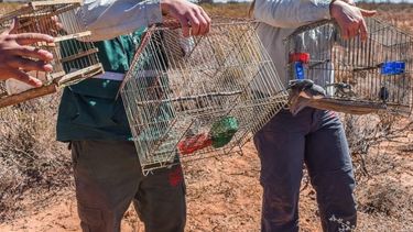La emocionante liberación de 98 pájaros sanjuaninos que fueron rescatados