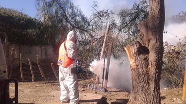 Cómo le pelean al dengue 4 departamentos de San Juan