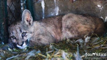 La triste historia de la pumita más linda del Parque Faunístico