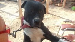 ¿Por qué un perro se puede convertir en asesino?