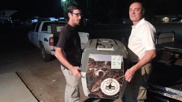 Salvan a dos cóndores andinos de morir envenenados