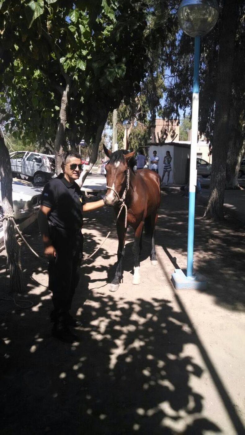 Le robaron el caballo y lo hallaron abandonado en un descampado