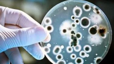 Aún no detectan en San Juan la bacteria que mató a 16 personas, pero piden prevención