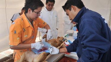 Comienza la esterilización de mascotas en Villa San Antonio
