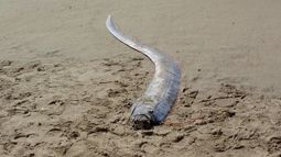 El pez del fin del mundo fue encontrado en una playa mexicana y encendió la alarma de los científicos.