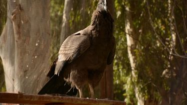 Un paso más para que el cóndor Llahue finalmente sea libre