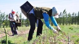 Diaz Cano, vocero de la defensa del INTA en la Nación
