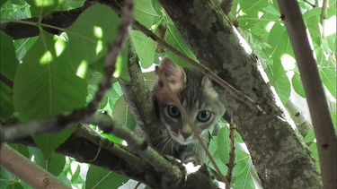 Acusan a un reconocido profesional por no permitir el rescate de un gato