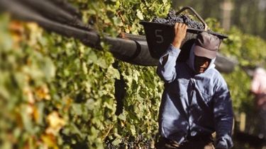 Proponen vacunar contra el Covid-19 a trabajadores golondrinas que lleguen a San Juan