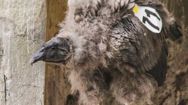 Video: la cóndor nacida en el Parque Faunístico inició el viaje a su liberación