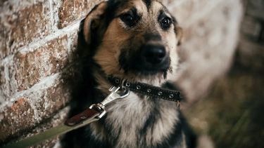 Tras los reiterados casos de maltrato animal en San Juan, presentarán un proyecto para agravar las penas