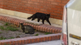 Los gatos que causan debate en una manzana del corazón de la Capital. Los gatos que causan debate en una manzana del corazón de la Capital.