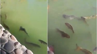 Un pez con escoliosis asustó a los sanjuaninos en el Parque de Mayo