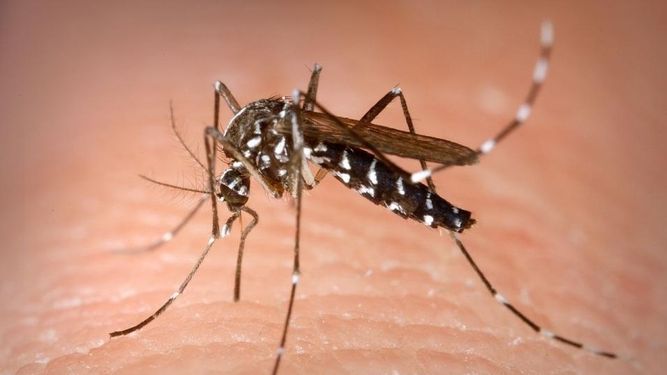 Confirman nuevos casos autóctonos de dengue en San Juan