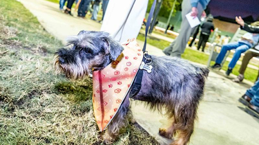 Estrenaron la primera plaza de Capital con un espacio exclusivo de juegos para perros.