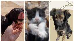 Estos son los perritos y gatitos que están listos para ser adoptados en San Juan