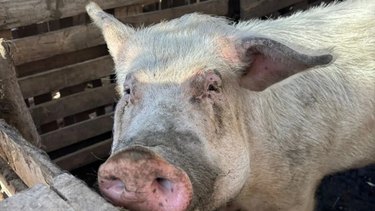 Proteccionistas sanjuaninos rescataron una chanchita en Médano de Oro.