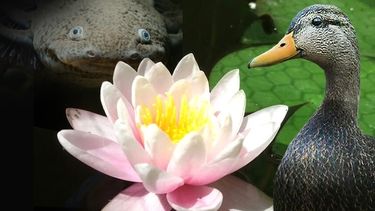 Un día para valorar los distintos ecosistemas de San Juan Un día para valorar los distintos ecosistemas de San Juan