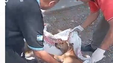 Bomberos rescataron un perrito que fue atropellado y abandonado