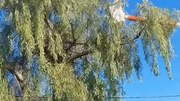 El rescate de un gato en Chimbas que se hizo viral. El rescate de un gato en Chimbas que se hizo viral.