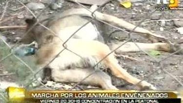 Habrá una manifestación por los animales envenedados