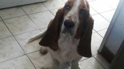 La historia de la perrita demorada en una subcomisaría sanjuanina