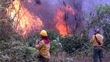 Desastre nacional: en Bolivia el fuego consumió casi siete millones de hectáreas