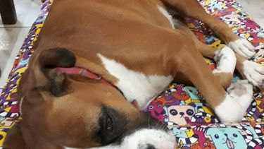 ¡Muy munitos!: el homenaje de Tiempo a las mascotas sanjuaninas