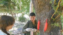 Ya realizan pruebas fitosanitarias para arbolado público