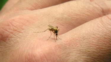 Dengue en San Juan: se estudian tres casos que podrían ser autóctonos