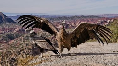 Liberaron dos cóndores en La Ciénaga tras su rehabilitación
