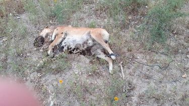 ¡Atroz! Afirman que ataron de las patas a un perro y lo quemaron vivo en Jáchal