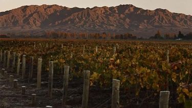 Un malbec sanjuanino elegido como uno de los mejores del mundo