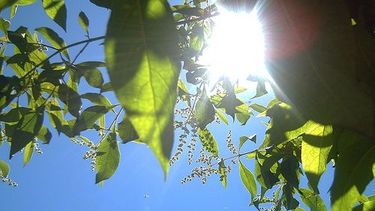 Cielo despejado y máxima de 35° para este miércoles