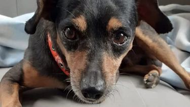 Buscan a un perrito perdido desde hace casi un mes en Rivadavia