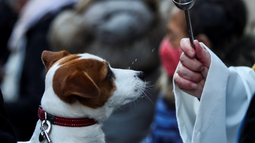 En distintas parroquias de San Juan darán la bendición a las mascotas en el Día del Animal. En distintas parroquias de San Juan darán la bendición a las mascotas en el Día del Animal.