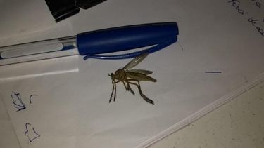 Aparecieron mosquitos gigantes en Caucete