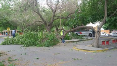 Susto en la Terminal por la caída de una enorme rama