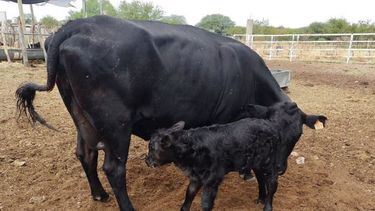 Uno de los terneros nacidos a través del método de inseminación artificial gracias al procedimiento implementado por alumnos sanjuaninos pertenecientes a la escuela de Valle Fértil que ahora recibió la nueva aparatología.