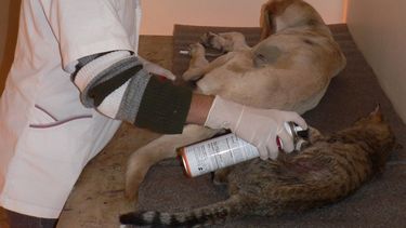 El Quirófano de Ambiente visitará Capital y Pocito