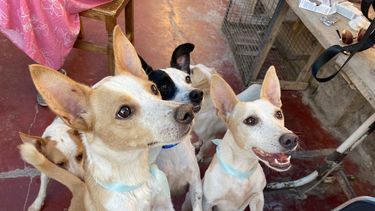 El quirófano móvil de mascotas estará en Pocito y Chimbas: cómo sacar turno