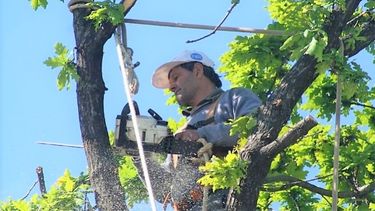 La Secretaría de Estado de Ambiente habilitó la temporada de poda en el arbolado público.