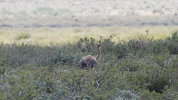 Dos operativos realizados en los últimos 15 días que involucraron la caza de suris generó alarma e inquietud sobre estas aves. (Imagen ilustrativa) Dos operativos realizados en los últimos 15 días que involucraron la caza de suris generó alarma e inquietud sobre estas aves. (Imagen ilustrativa)